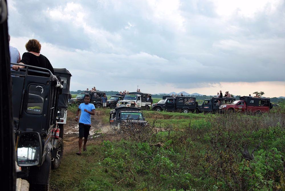 Wildlife at golden hour